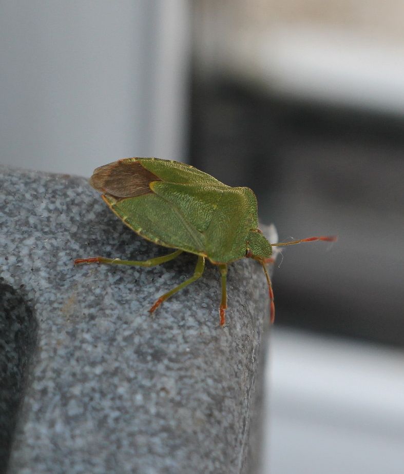  Common Green Shieldbug  